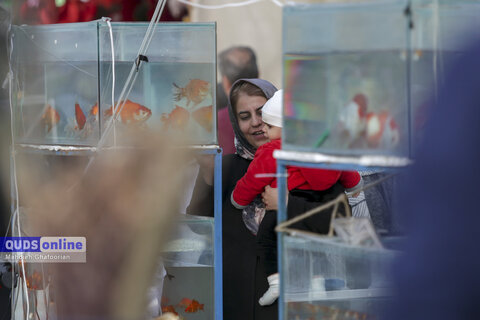 گزارش تصویری I بوی بهار در بازار گل مشهد
