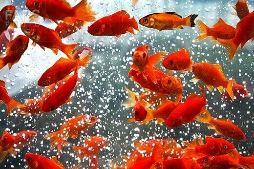 تولید ۹۰ میلیون قطعه ماهی قرمز سفره هفت‌سین/ هنگام خرید ماهی به‌چه نکاتی توجه کنیم؟