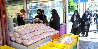 اسدالله نژاد: قیمت ۶۳ هزار تومانی مرغ غیر منطقی و منجر به ضرر مرغداران می‌شود