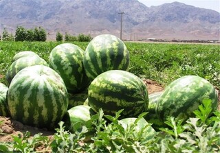 ایران یکی از بزرگترین تولید کنندگان ملون و هندوانه در جهان