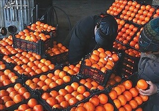 آغاز توزیع میوه تنظیم بازاری در ۱۰ استان از امروز