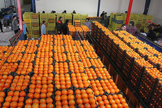 مازندران پرتقال شب عید ۱۶ استان را تامین کرده است