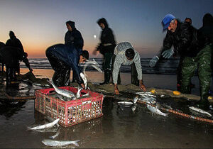 صید بیش از ۲ هزار و ۴۰۰ تن انواع ماهیان استخوانی از دریای خزر