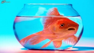 ماهی‌قرمز بخریم یا نخریم؟