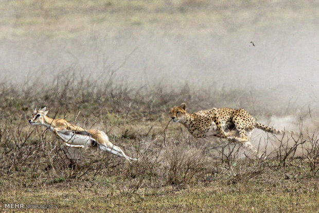 بیم و امید برای احیای یوزپلنگ آسیایی در اصفهان