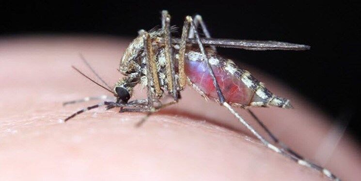 مسافران مراقب گزش پشه آئدس در سفر به هرمزگان باشند