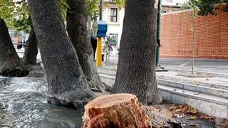 درخت‌کشی بی‌سابقه در تهران: هزار درخت از دست رفت!