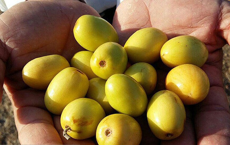 ۶۵۰۰ تن میوه گرمسیری کُنار در سیستان و بلوچستان برداشت شد