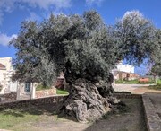 درخت ۴۰۰۰ ساله روم باستان چه شکلی است؟