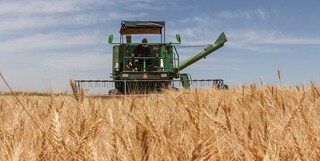 برآورد افزایش ۳۰ درصدی تولید گندم در کشور