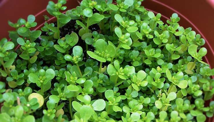 پیشگیری از تشنگی در ماه رمضان با گیاه خرفه