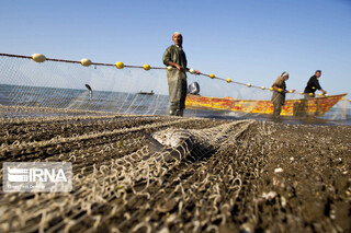 صید ماهیان استخوانی در دریای مازندران تمدید شد