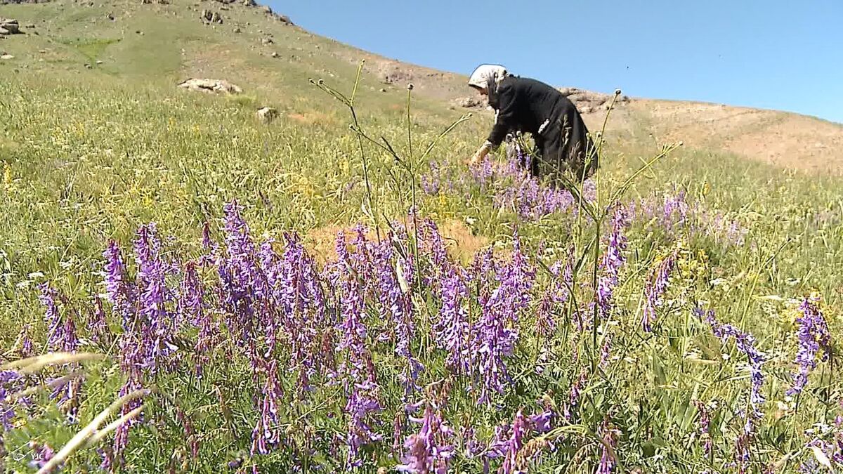 ۸۳۴۱ گونه گیاهی ایران برابر با گونه های اروپا است