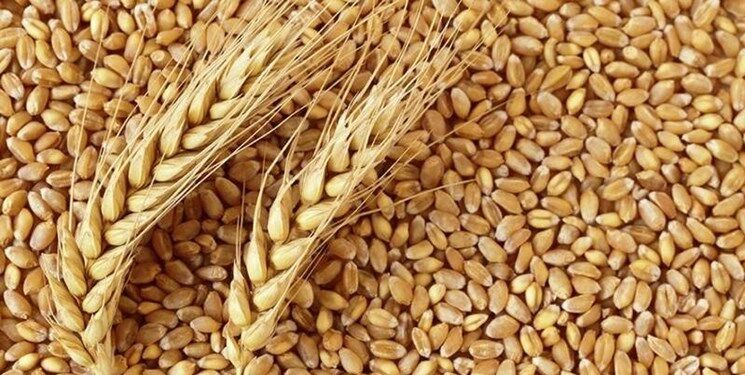افزایش قاچاق گندم در صورت عدم افزایش قیمت خرید تضمینی