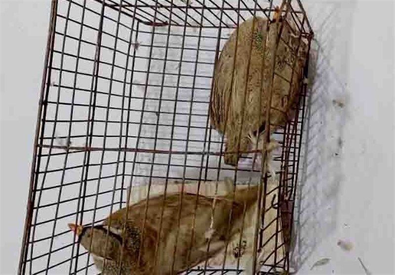 دستگیری ۳ متخلف شکار و صید غیرمجاز پرندگان در استان بوشهر