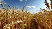 افزایش ۵۰ درصدی کشت گندم آبی در خراسان‌ شمالی