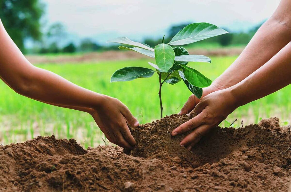 مجری کاشت یک میلیارد درخت: تولید سالانه ۲۵۰ میلیون اصله نهال در کشور/ ۱۷۰ نهالستان فعال است