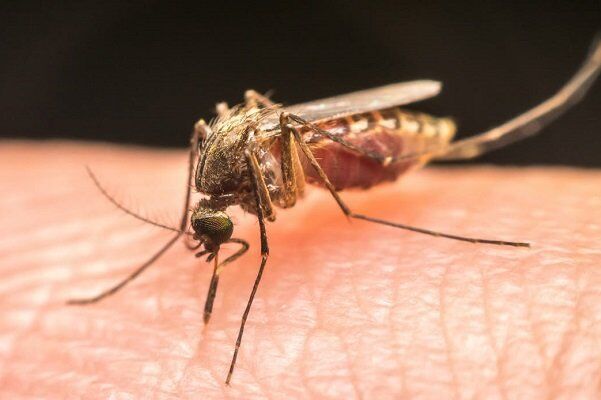 افزایش قابل توجه موارد مثبت مالاریا در هرمزگان