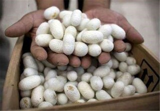 توزیع ۲۰۰ جعبه تخم نوغان در جوین خراسان رضوی