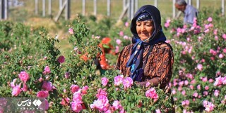 شمیم عطر گل محمدی در مزارع لرستان/ بیش از هزار تن گل در استان تولید می‌شود