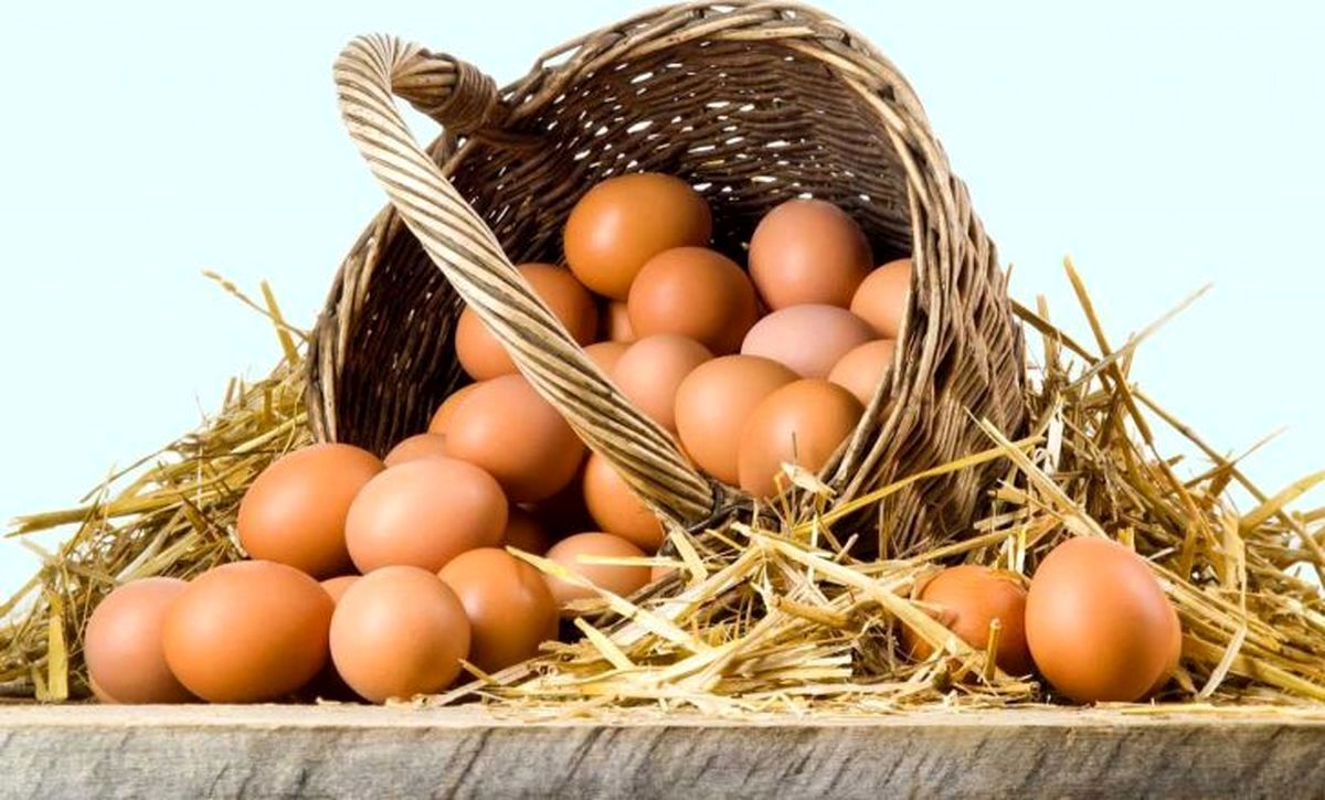 خوردن ۱۲ تخم مرغ در هفته برای قلب مضر است؟