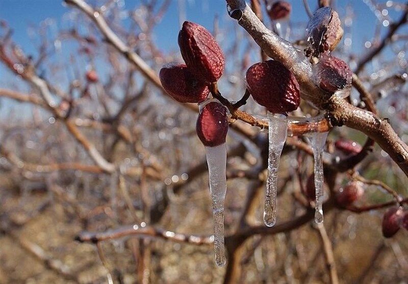خسارت ۱۴۱۰ میلیارد تومانی سرمازدگی به حوزه کشاورزی کردستان