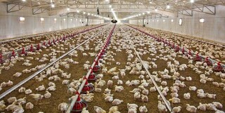 کمبود و گرانی دوباره مرغ / مرغ‌فروشی‌ها مرغ کامل نمی‌فروشند