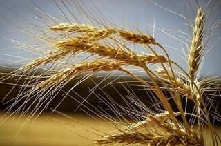 برآورد افزایش ۴۰ درصدی خرید گندم در ۵ استان کشور