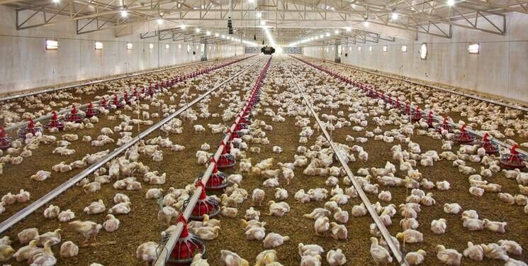 کاهش ۳۵ درصدی جوجه‌ریزی علت افزایش نرخ مرغ در خراسان رضوی است