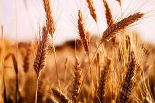 پیش‌بینی تولید 12 میلیون تن گندم در سال جاری