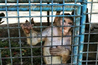 واکنش به تلفات حیات وحش در باغ‌ وحش‌ها / باغ وحش‌ها رتبه‌بندی می شوند