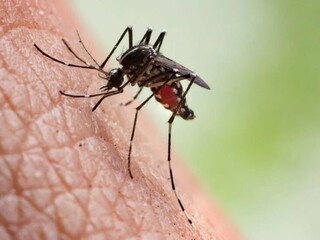 مراقب بیماری خطرناک مالاریا باشید/ بروز علائم مالاریا