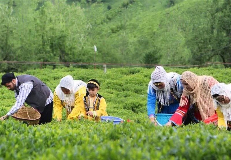 صادرات چای ایرانی ۶۴ درصد بیشتر شد/ امارات بزرگترین خریدار