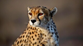 برای حفظ نسل یوزپلنگ ایرانی فقط ۵ سال فرصت باقی است