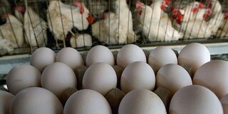 شهرستان سبزوار یکی از قطب های اصلی تولید تخم مرغ در خراسان رضوی است