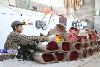 ناز مسئولان برای ارز آوری گل‌های رز