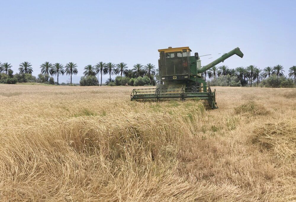 خرید گندم در سیستان و بلوچستان از مرز ۲۱ هزار تن گذشت
