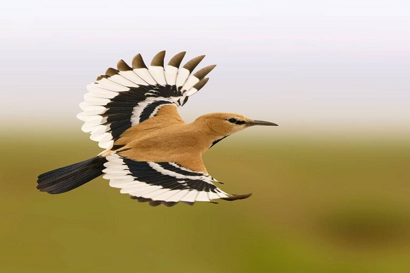 کشور، میزبان ۵۴۰ نوع پرنده؛ «زاغ‌ بور» گونه منحصر به فرد ایران