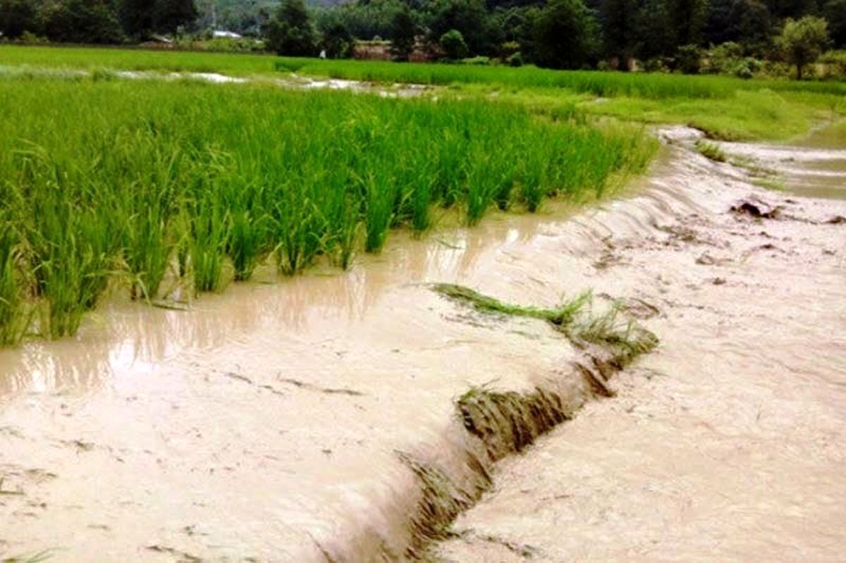 خسارت  ۴۴۱ میلیاردی سیلاب به کشاورزان خراسان‌شمالی 