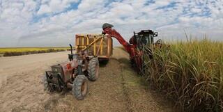پیش‌بینی تولید بیش از ۶۵۰ هزار تن شکر در خوزستان/ رکورد تولید شکسته می‌شود