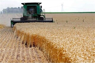 رئیس کمیسیون کشاورزی مجلس: قیمت گندم افزایش می‌یابد