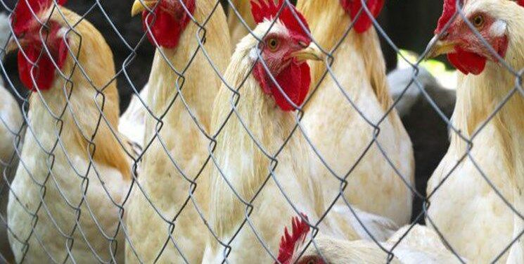 توقیف بیش از ۳ تن مرغ زنده فاقد مجوز در شهرستان دره شهر