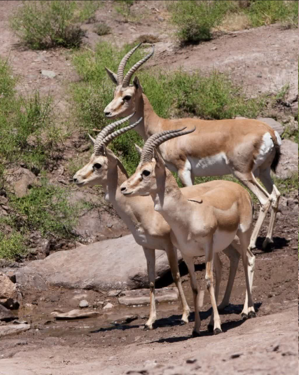 کمبود ۱۶ محیط بان در پناهگاه میاندشت جاجرم