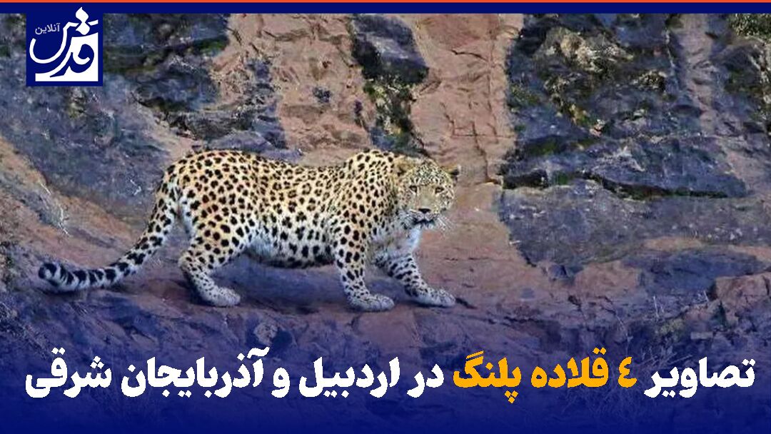 فیلم| تصاویر ۴ قلاده پلنگ در اردبیل و آذربایجان شرقی