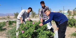 پرورش ۶۰۰ کیلوگرم گل‌ محمدی در حیاط مدرسه شبانه‌روزی
