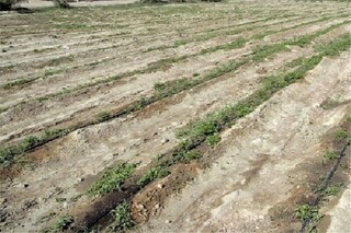 خسارت ۵۹۶ میلیارد تومانی خشکسالی به کشاورزی اهر