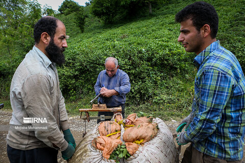 گزارش تصویری I چای ایرانی