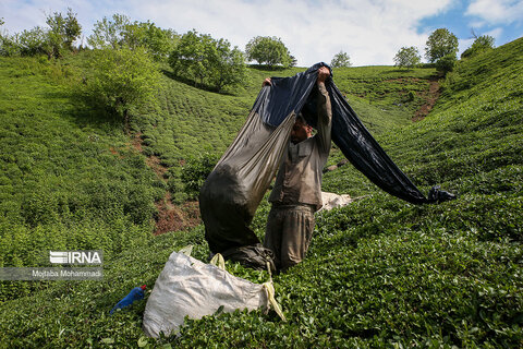 گزارش تصویری I چای ایرانی