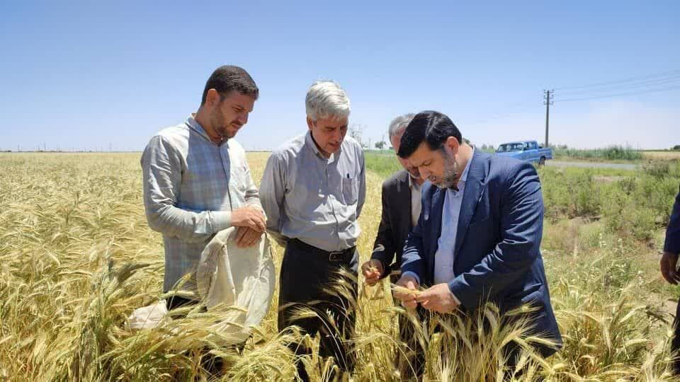سرپرست وزارت جهادکشاورزی: خودکفایی در گندم، تضمین امنیت غذایی کشور است