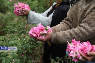 ۱۵۰ تن گل محمدی در خوشاب خراسان رضوی برداشت شد